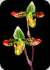 Paph. venustum